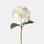 Classic White Hydrangea