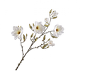 Magnolia Branch Cream