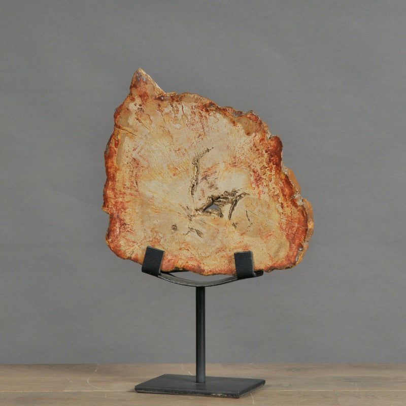Petrified Slice Of Wood