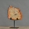 Petrified Slice Of Wood