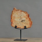 Petrified Slice Of Wood