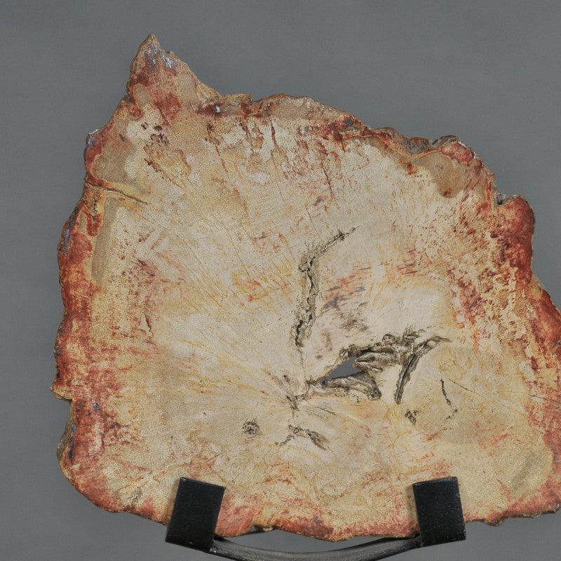 Petrified Slice Of Wood
