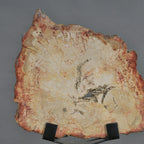 Petrified Slice Of Wood