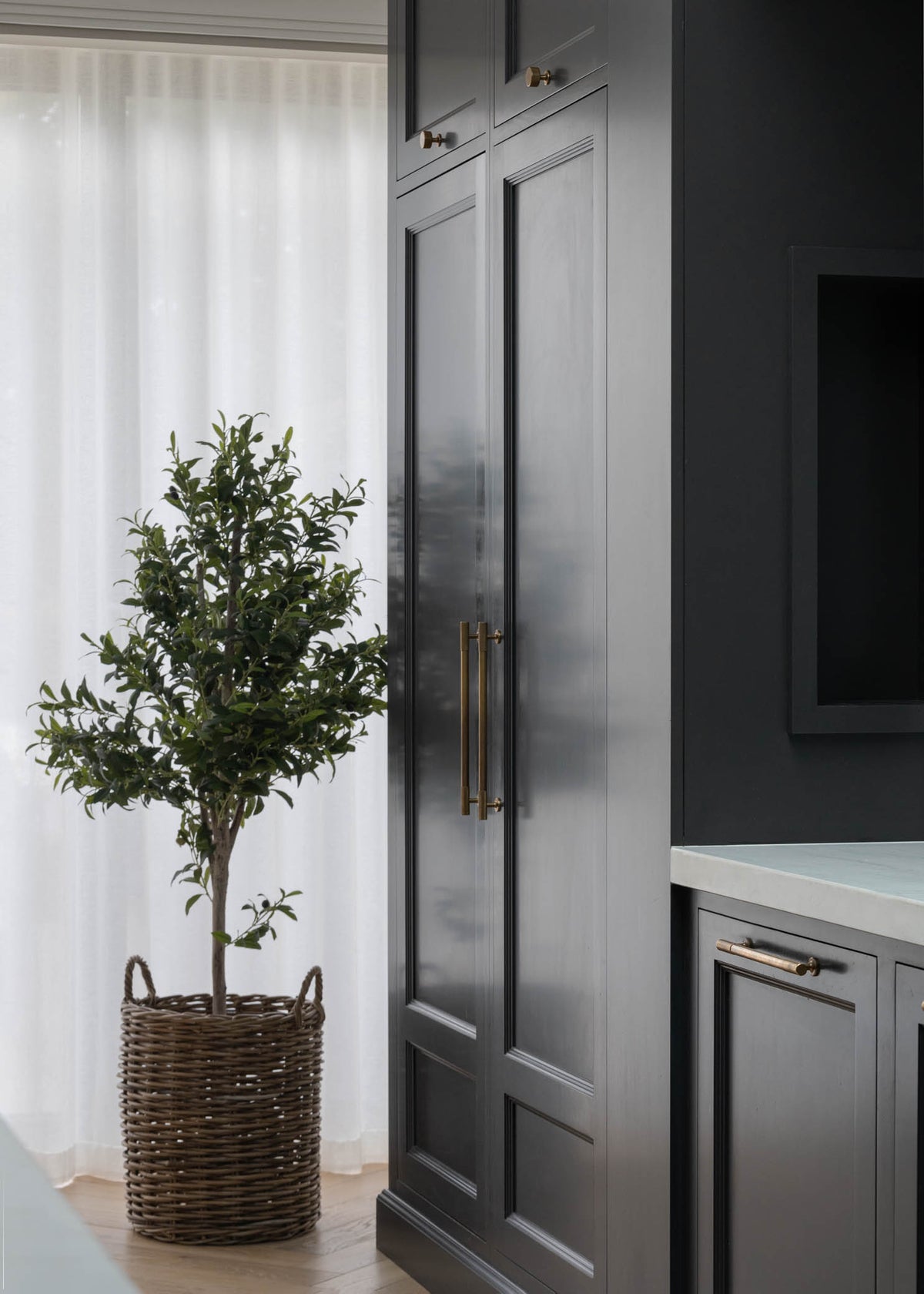 Olive Tree-  155cm