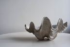 White Small Tricnada Clam