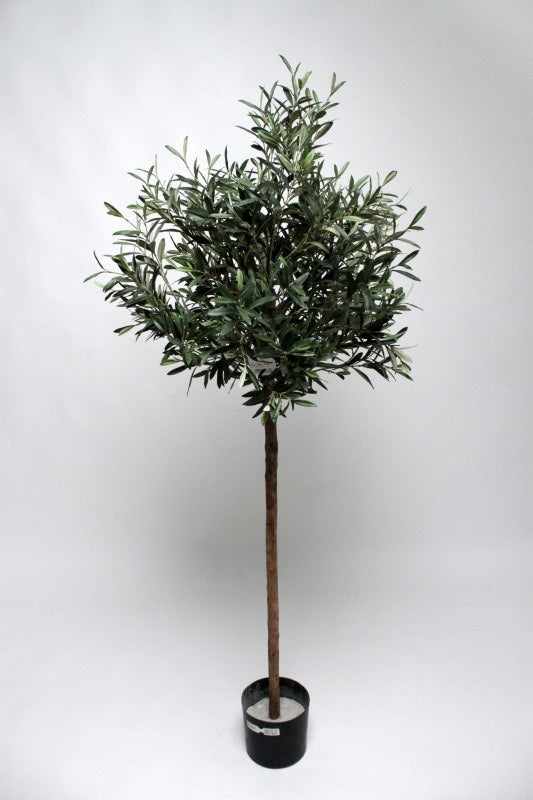 Olive Tree - 180cm